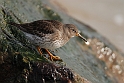 Purple sandpiper